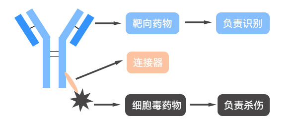 ADC药物治疗示意图 ADC药物治疗示意图